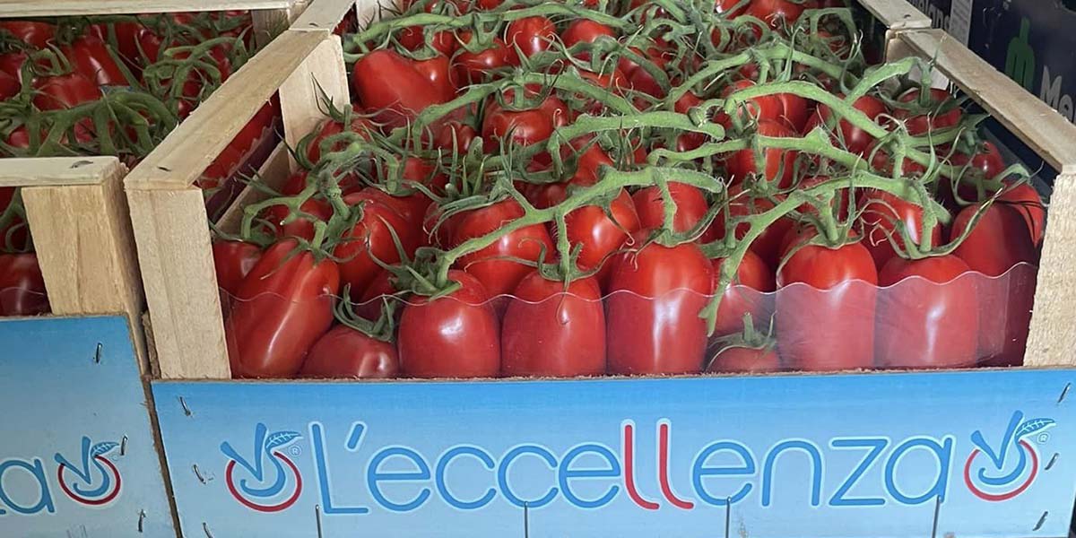 Pomodoro, i prezzi tornano a salire: grappolo oltre 2 euro